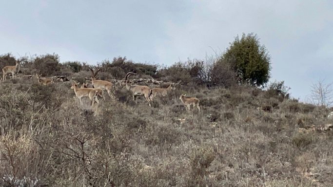 Cabras Montesas